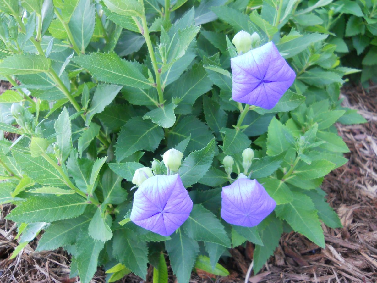 Platycodon grandiflorus (Cultivated) eFlora of India